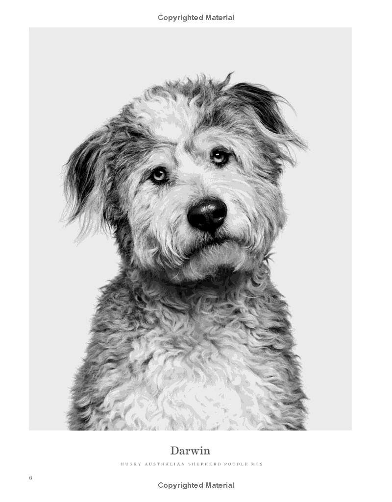 Good Dog: A Collection of Portraits