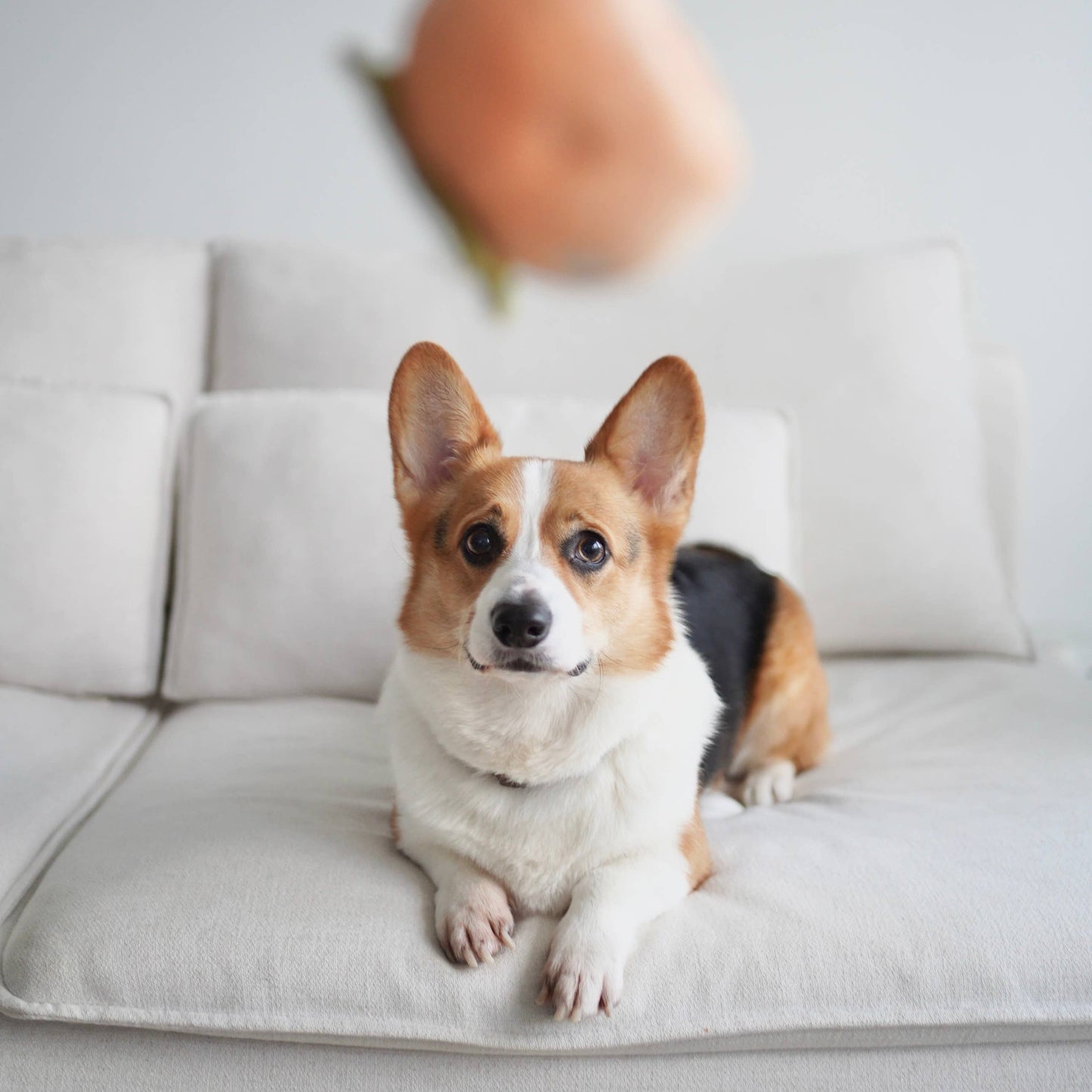 Persimmon / Enrichment Dog Toy // Snuffle Toy