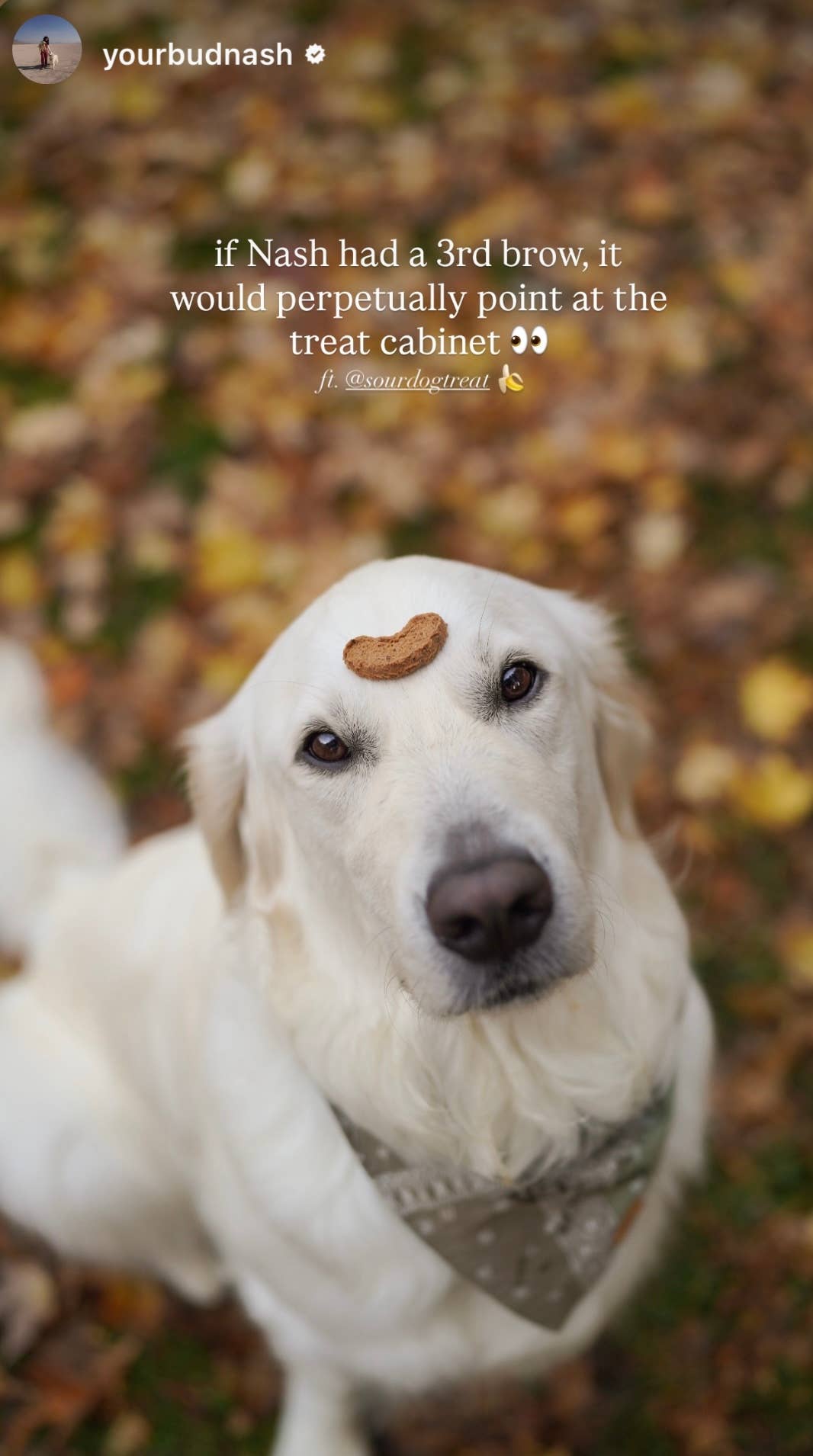 Banana Sourdough Dog Treats - Gut Friendly | 3.5 oz