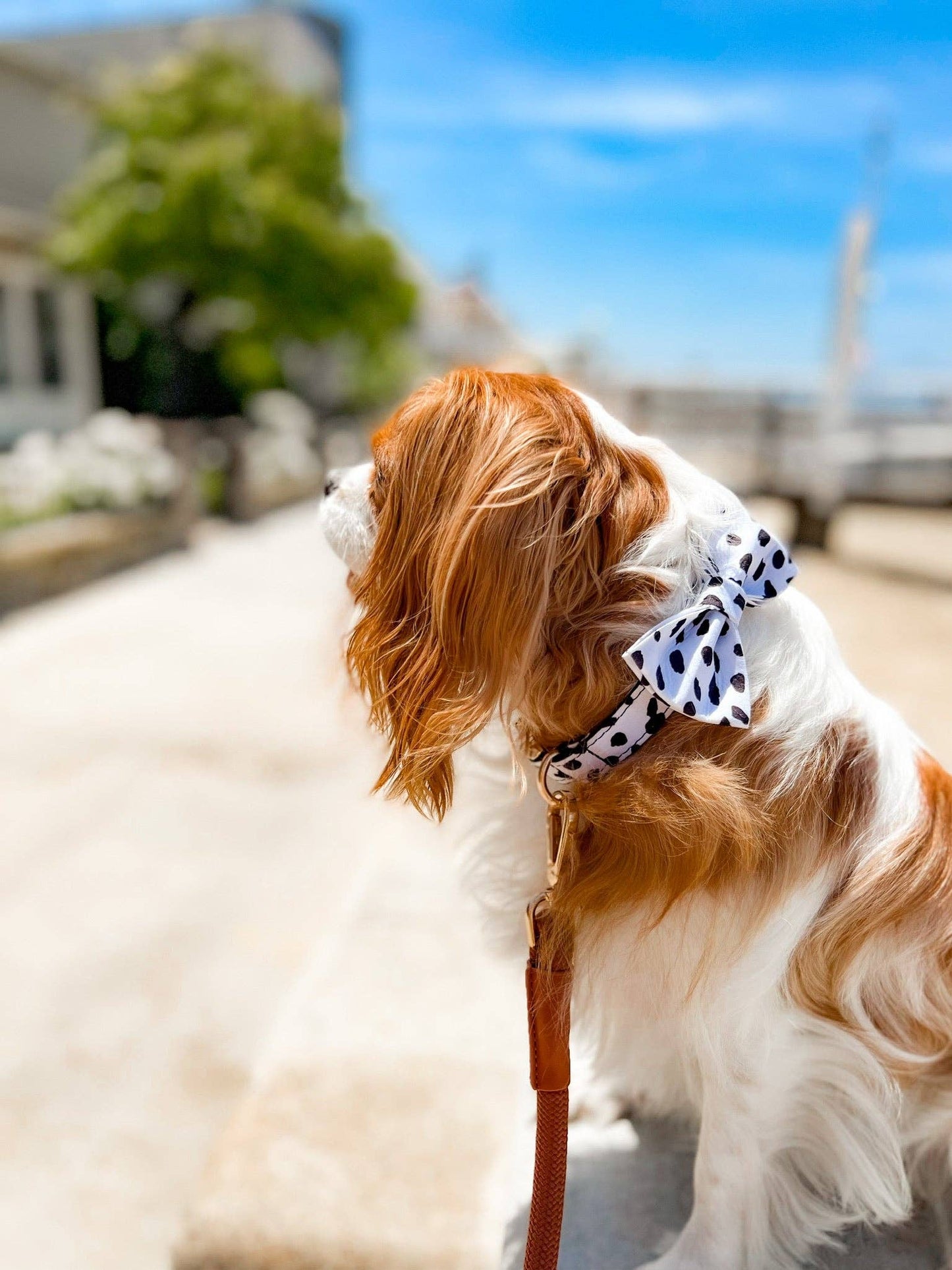 The Doggie Collar - London