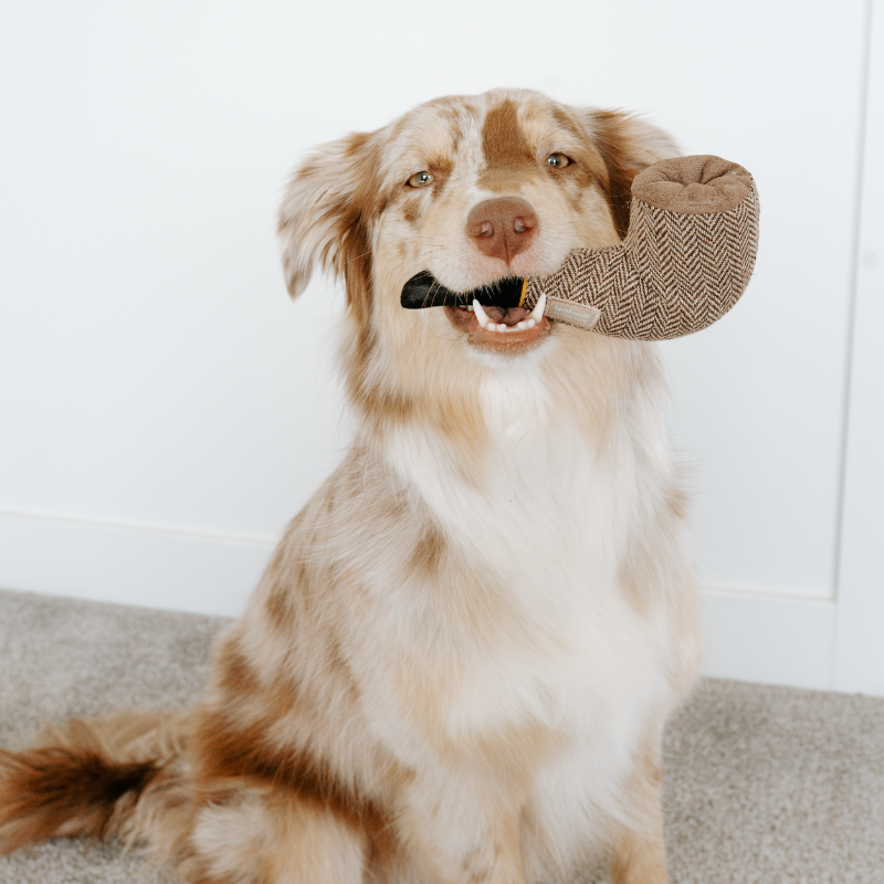 DALI // Surrealist Snuffles / ENRICHMENT DOG TOY
