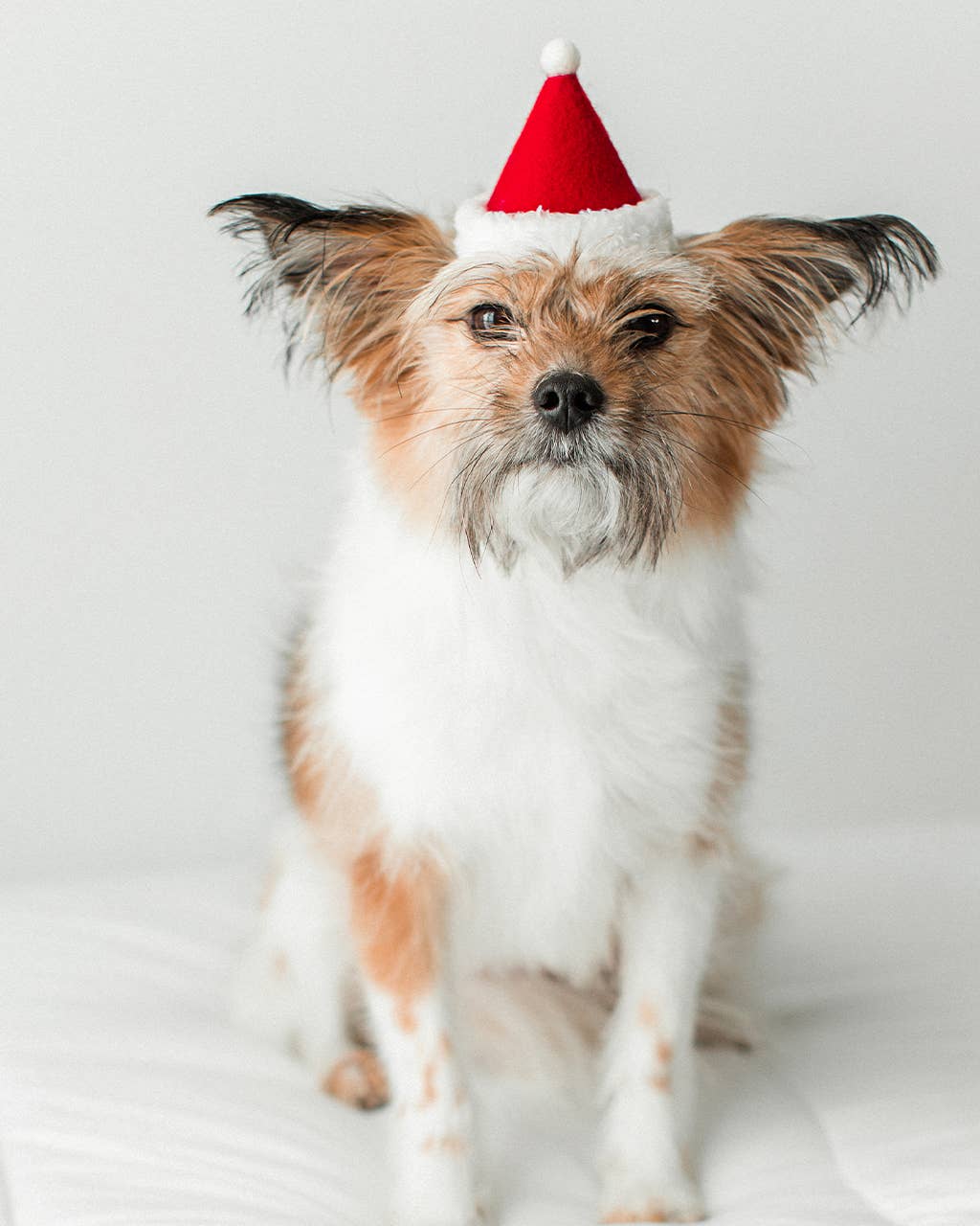 PET HOLIDAY HAT