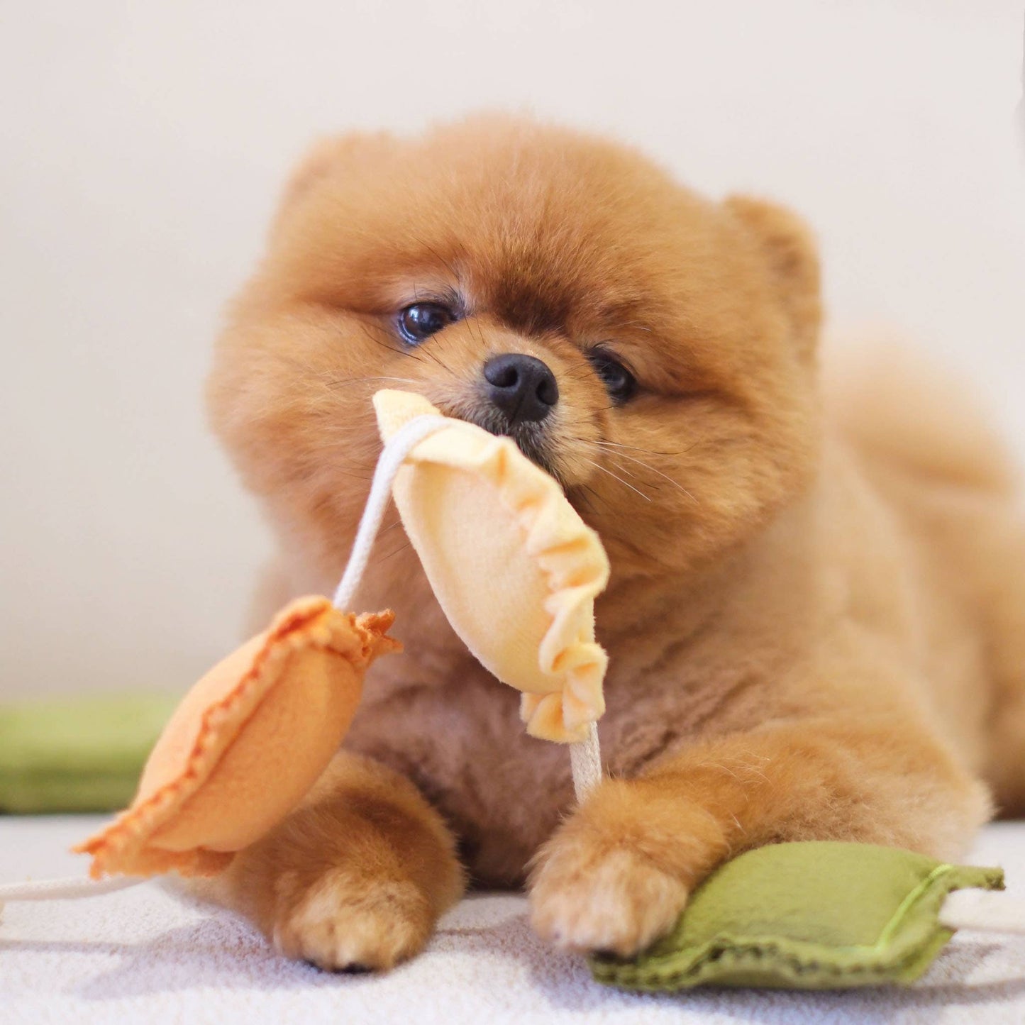 Ravioli Nosework Enrichment Toy | Squeaker | Crinkle