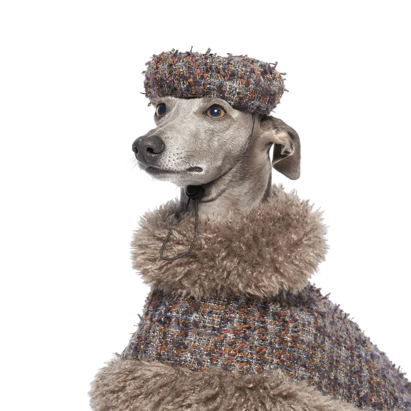 Jupiter Dog Hat