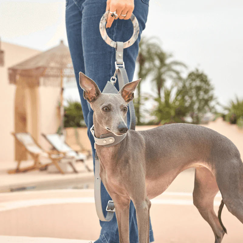 Moonstone Leather Dog Collar