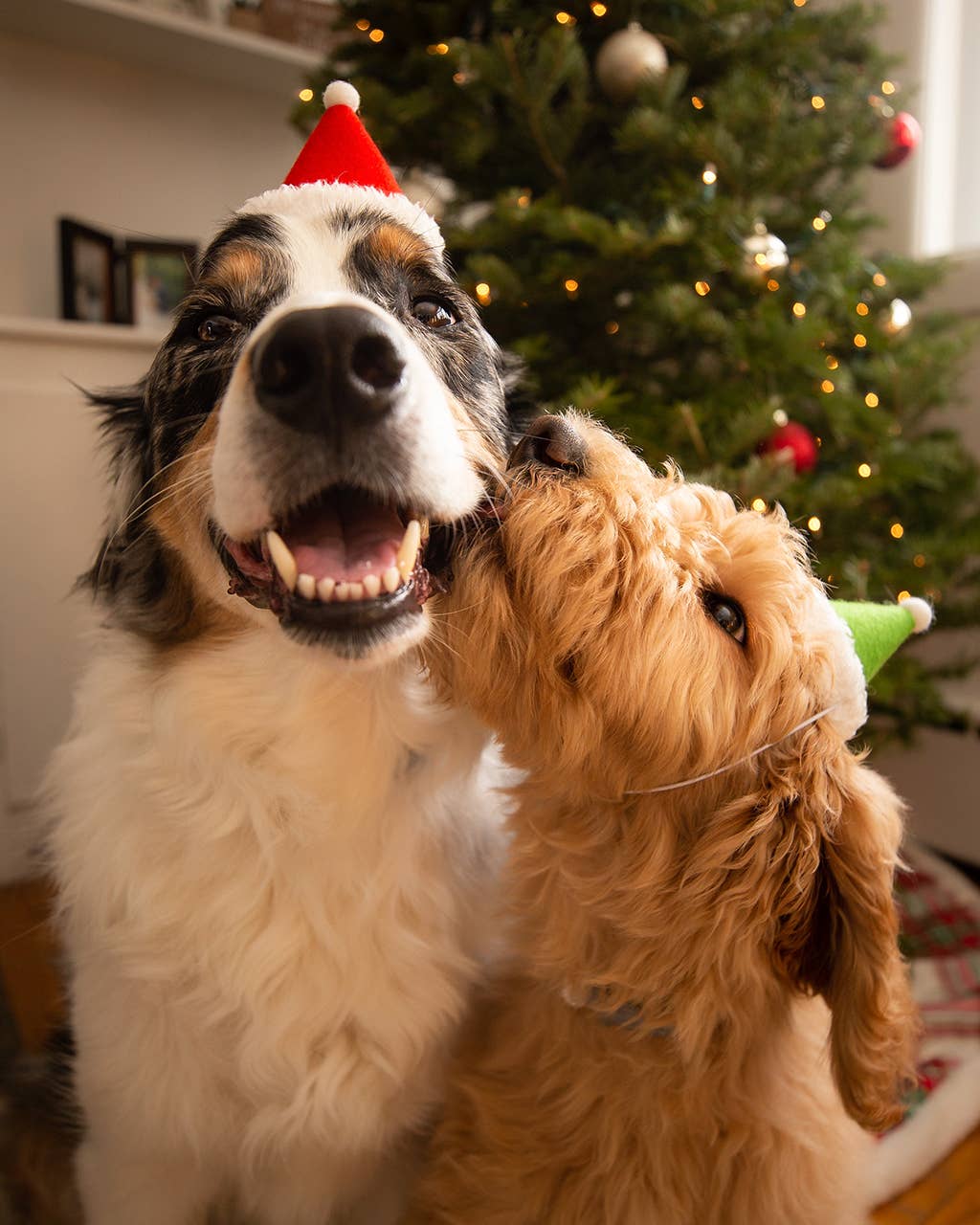 PET HOLIDAY HAT