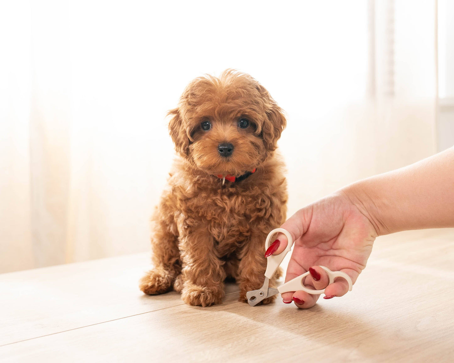 Mini Nail Clippers