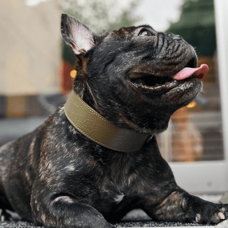 Emerald Leather Dog Collar