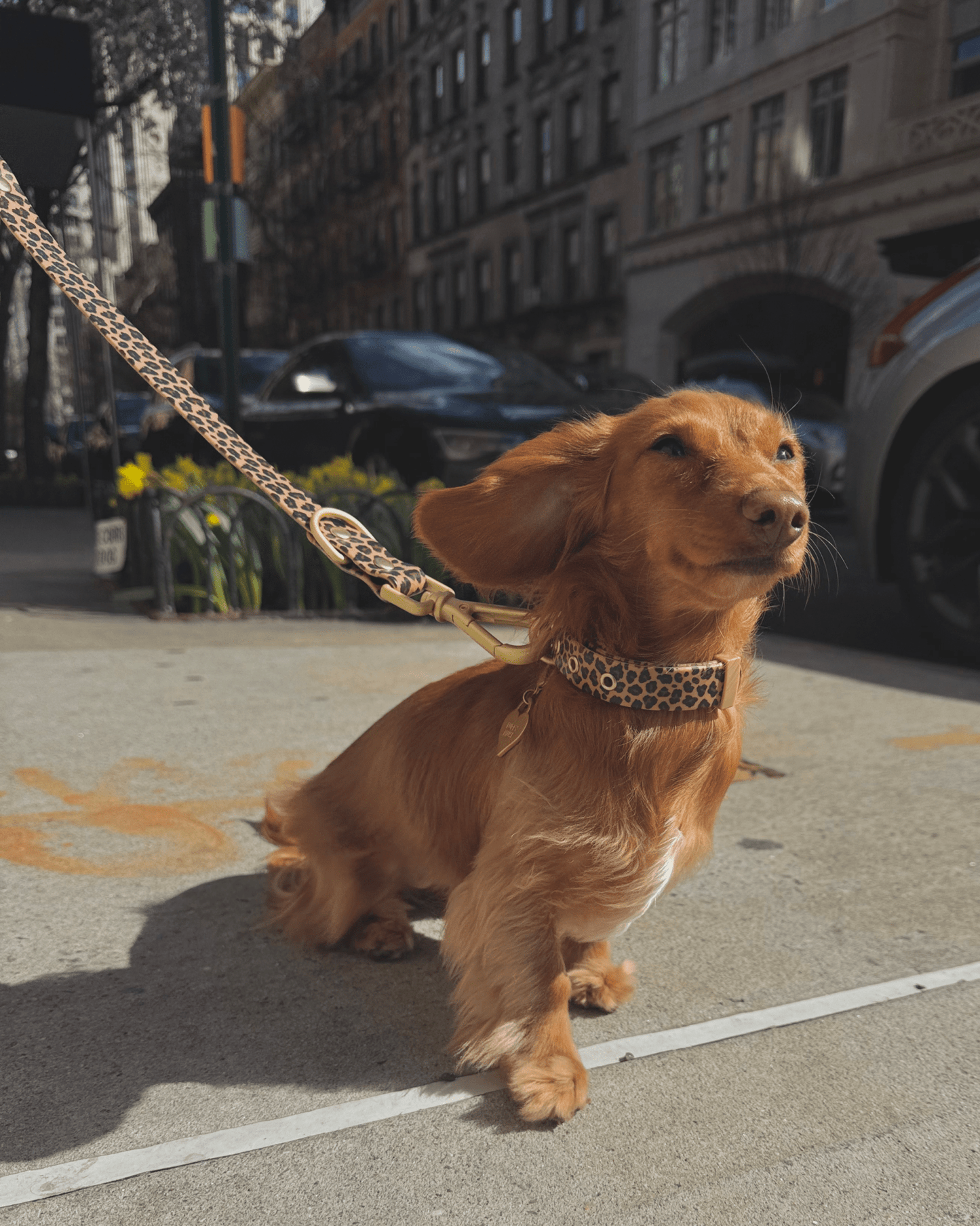 Wander! Multiway Waterproof Leash Leopard