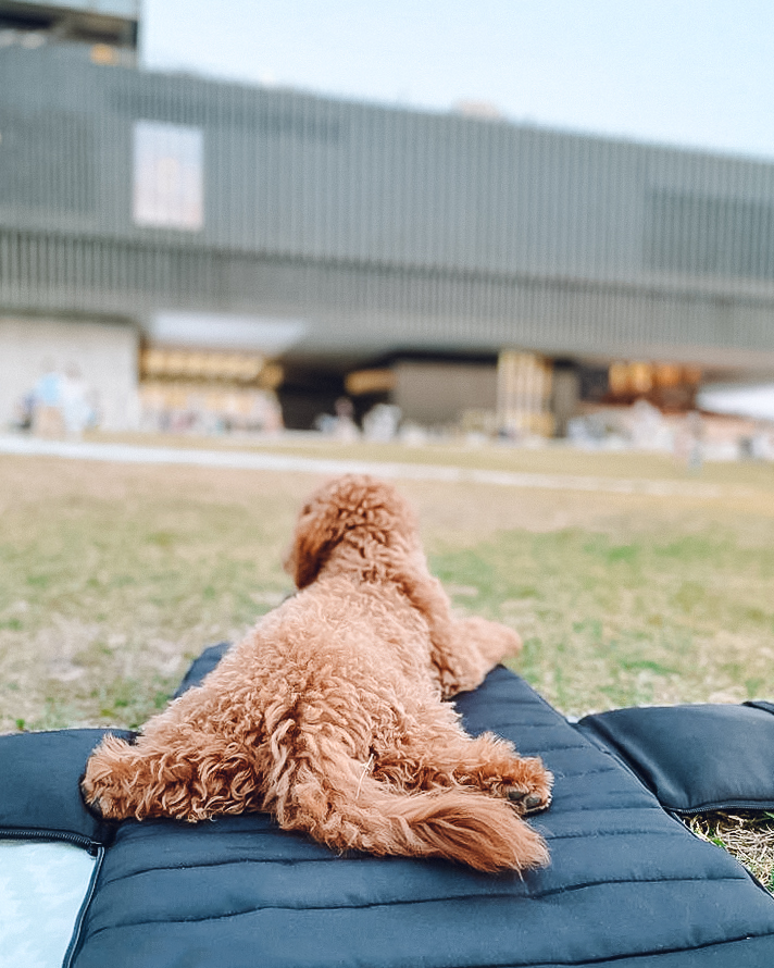 Everywhere Convertible Tote Bag | Dog Carrier | 2 Colors