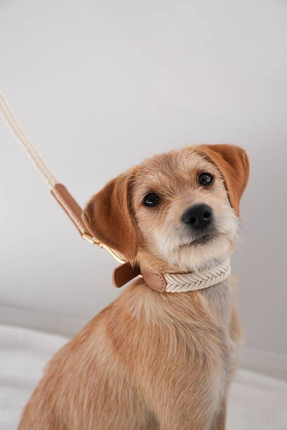 Lilco Collars | Moonbeam
