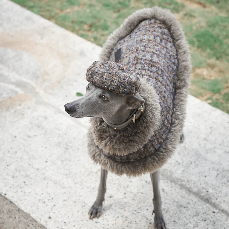 Jupiter Dog Hat