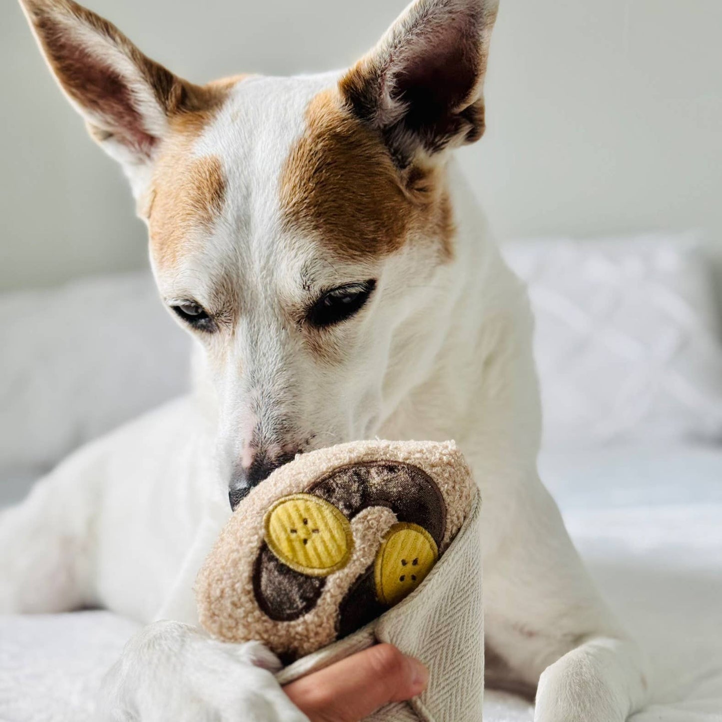 Crepe // Enrichment Dog Toy