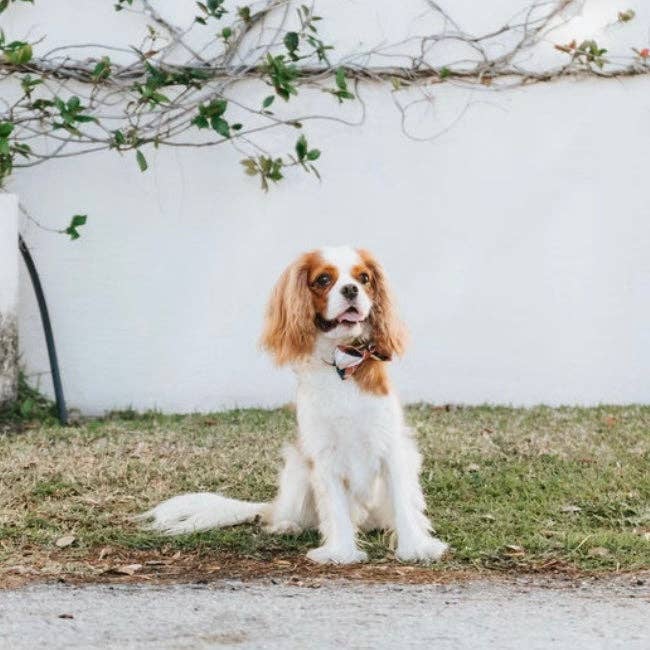 The Doggie Bow Tie - Brooklyn