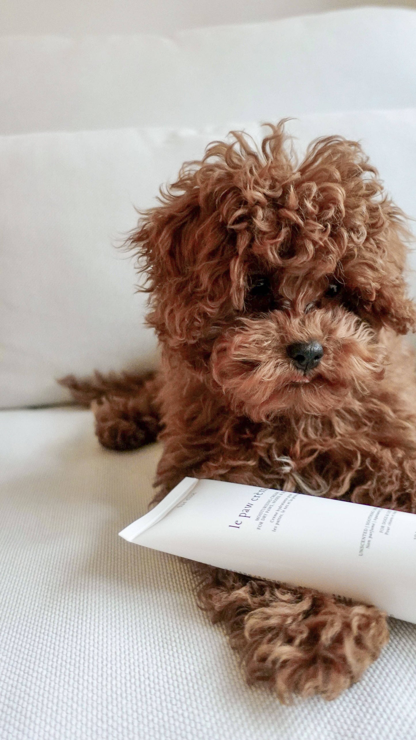 Le Paw Cream