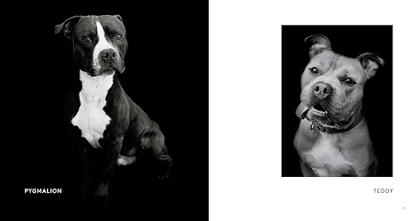 Finding Home - Shelter Dogs & Their Stories