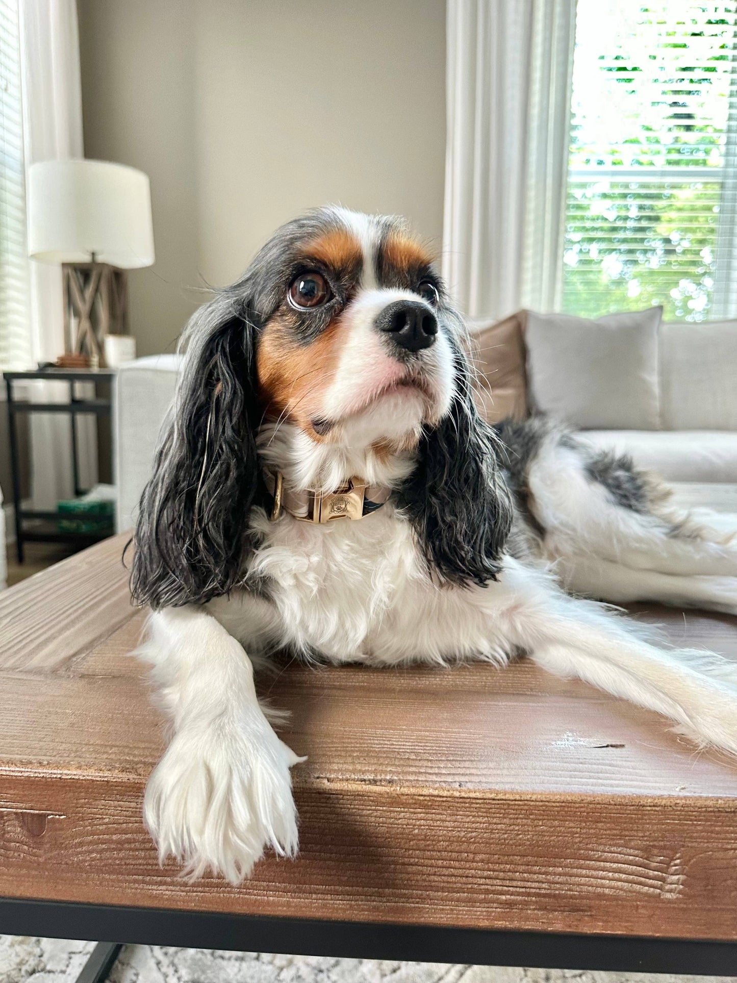 The Doggie Collar - Brooklyn
