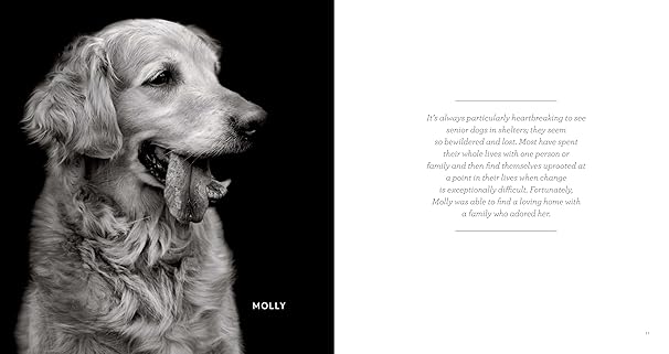 Finding Home - Shelter Dogs & Their Stories