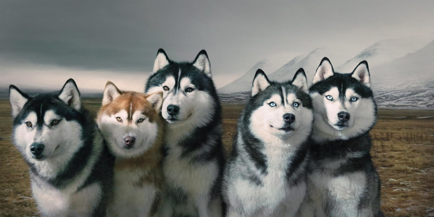 Tim Flach: DOGS