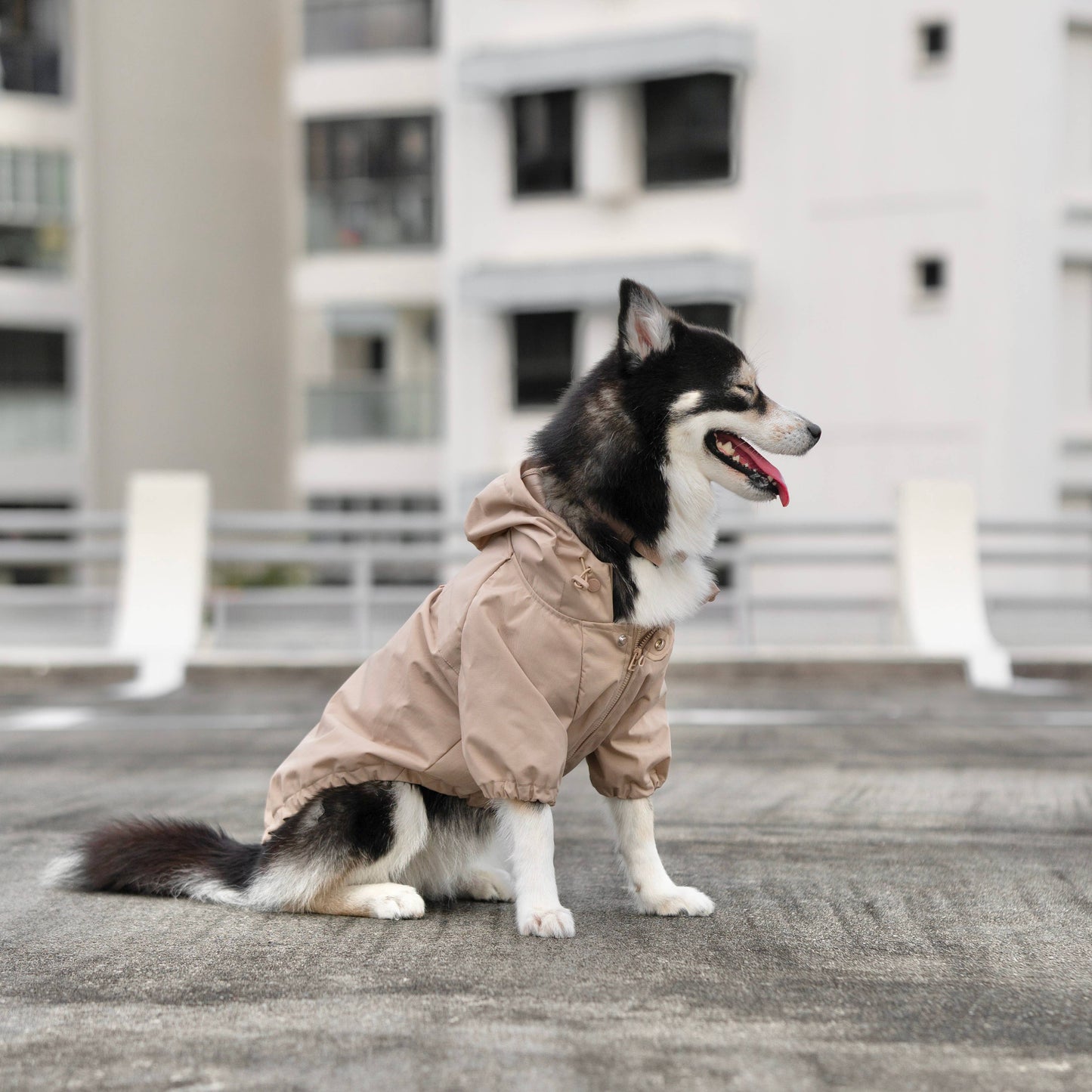 BROOKLYN DOG COAT