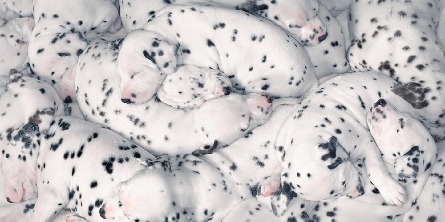 Tim Flach: DOGS