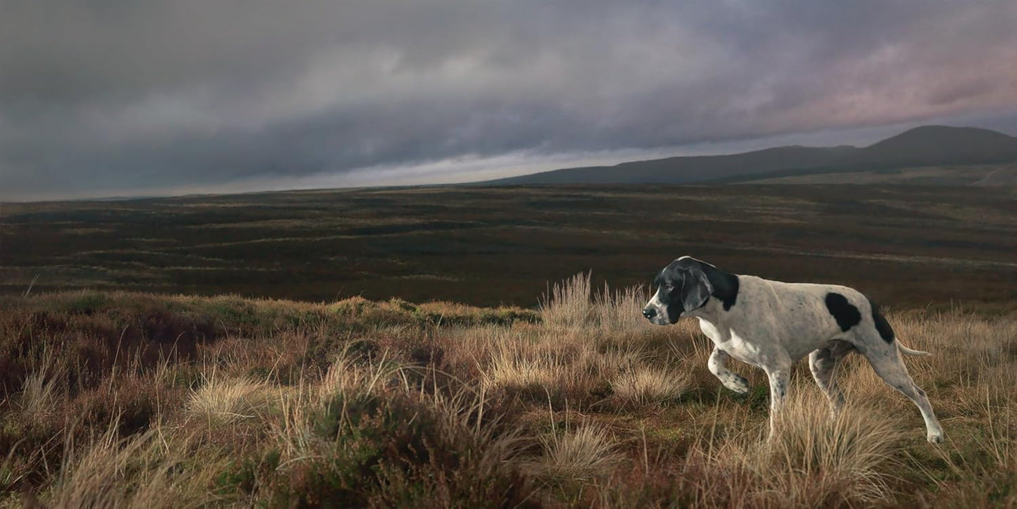 Tim Flach: DOGS