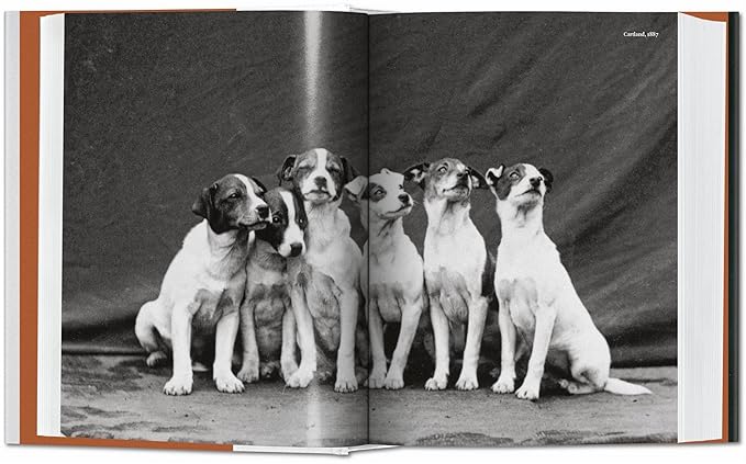 The Dog In Photography