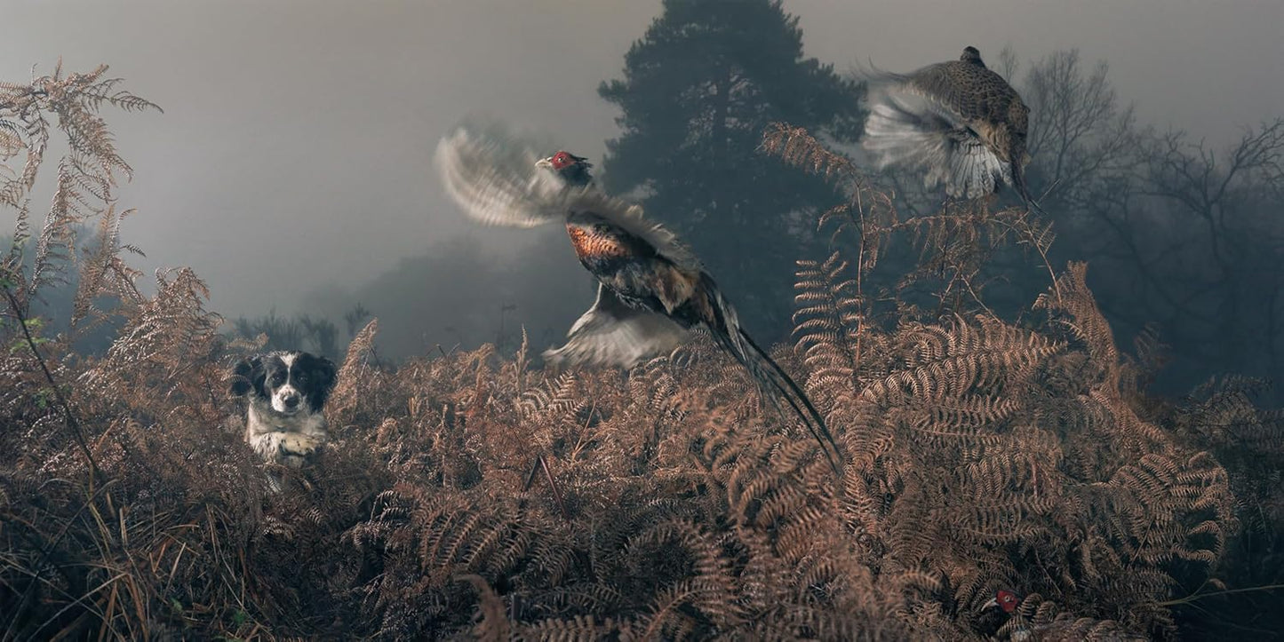 Tim Flach: DOGS