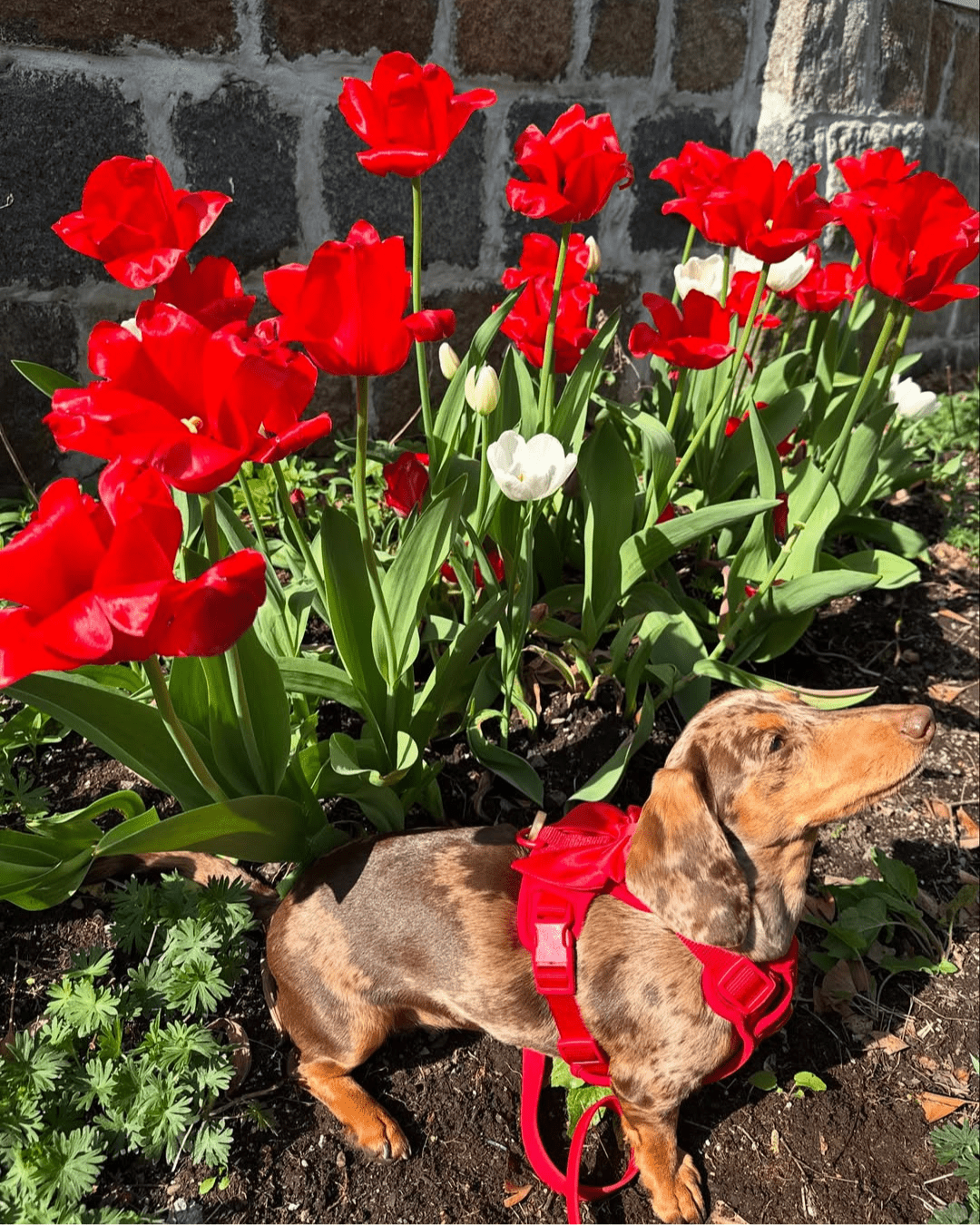 Wander! Bow Harness Kit Cherry
