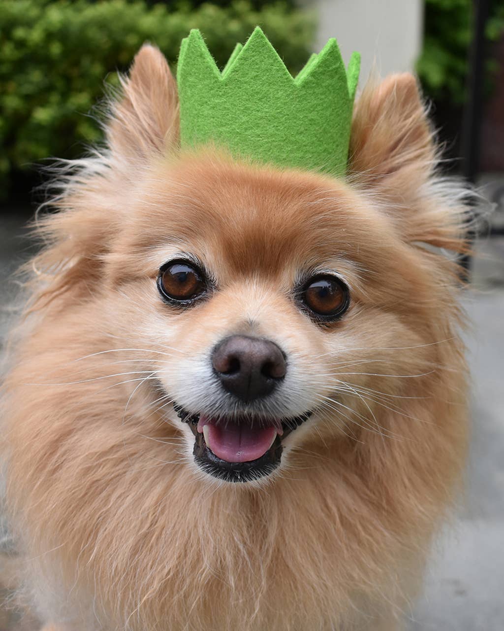 PARTY BEAST CROWN