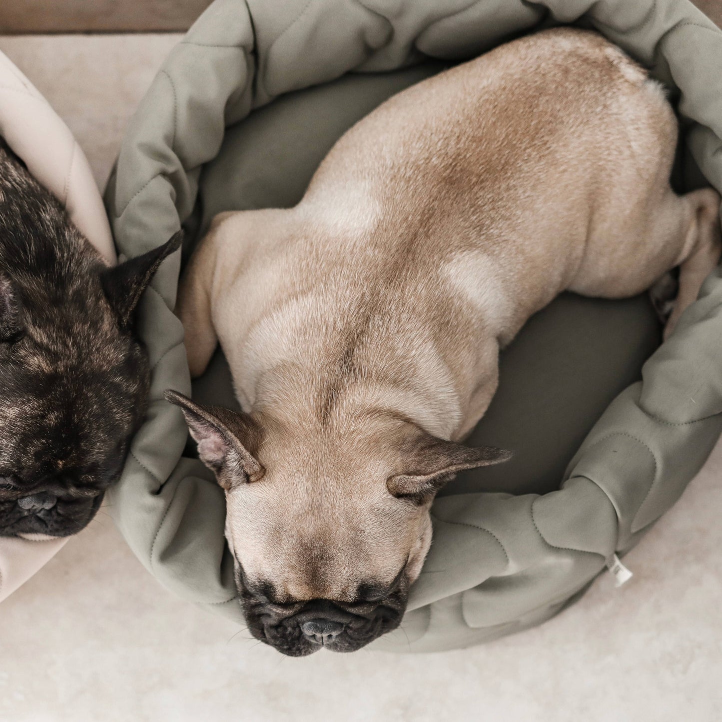 TAART DOG BED