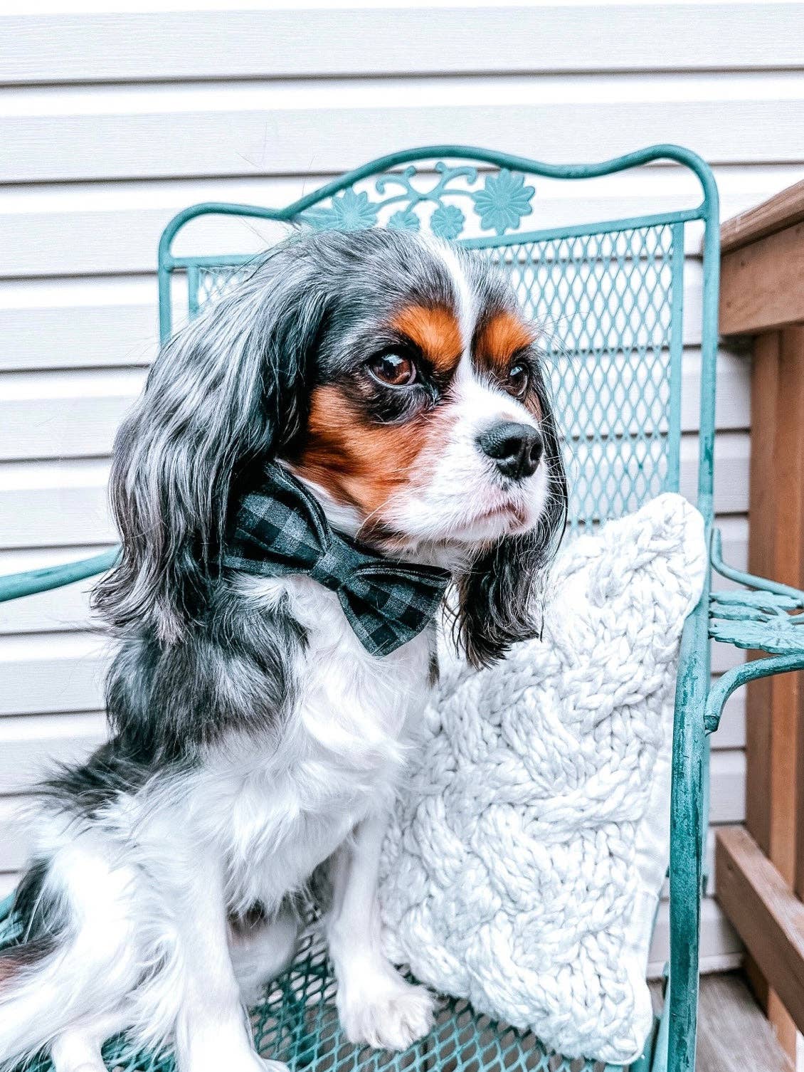 The Doggie Bow Tie - Denver