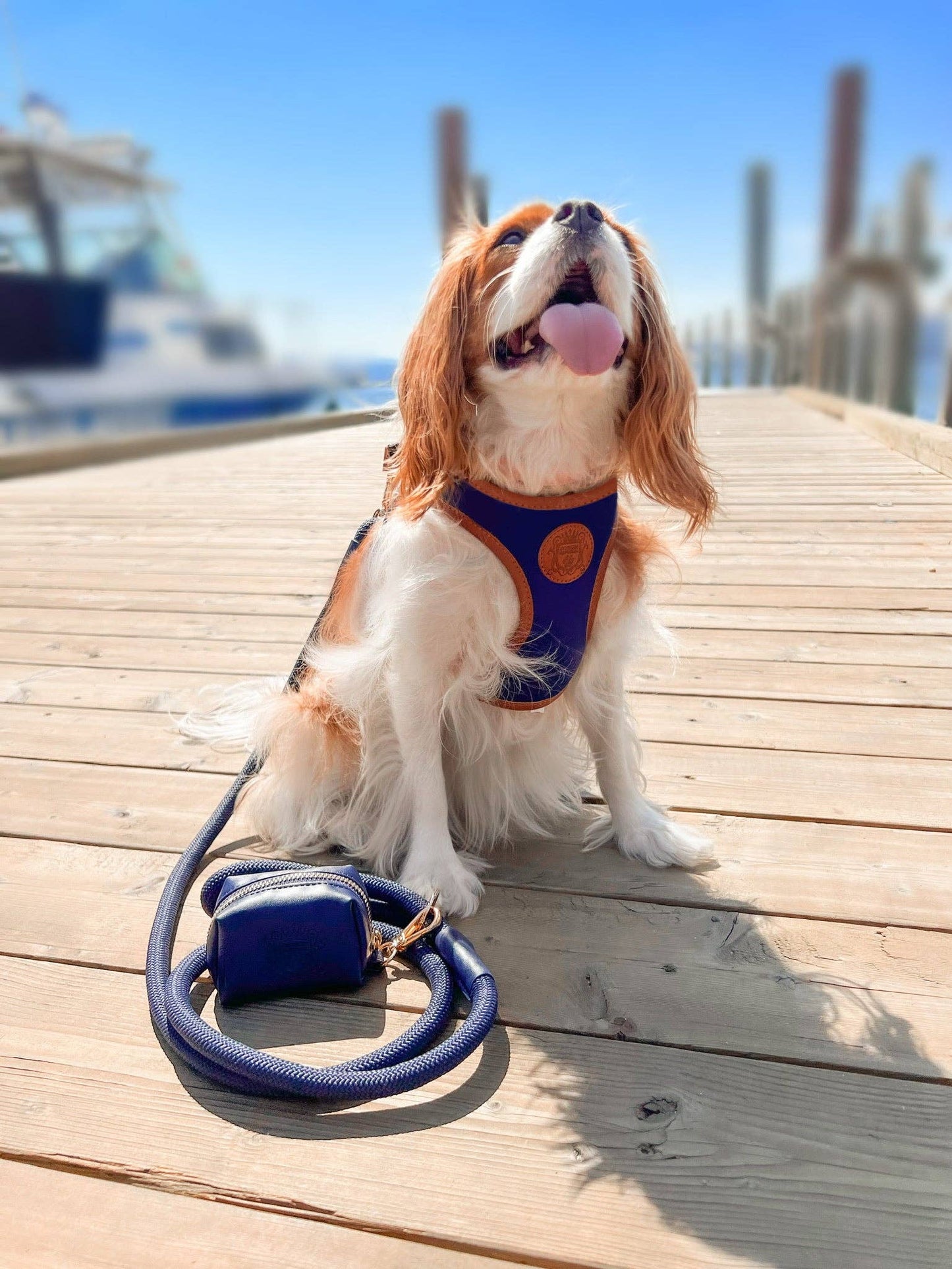 The Classic Leash - Night Sky