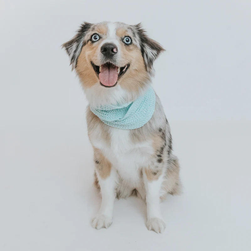 Dog Infinity Scarf