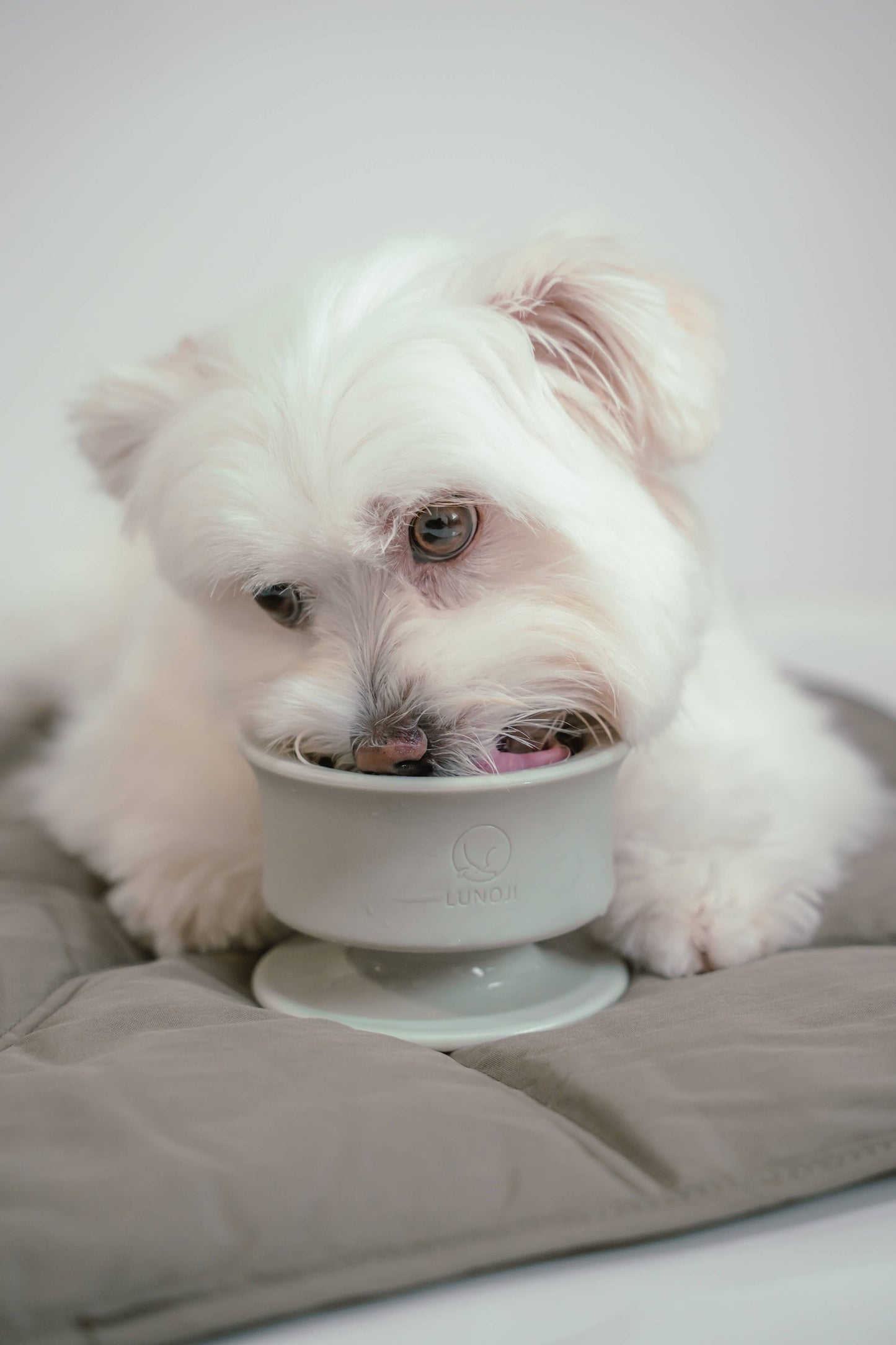 CHEWDEN Trove: Dog Enrichment Feeder | Frozen Treat Cup