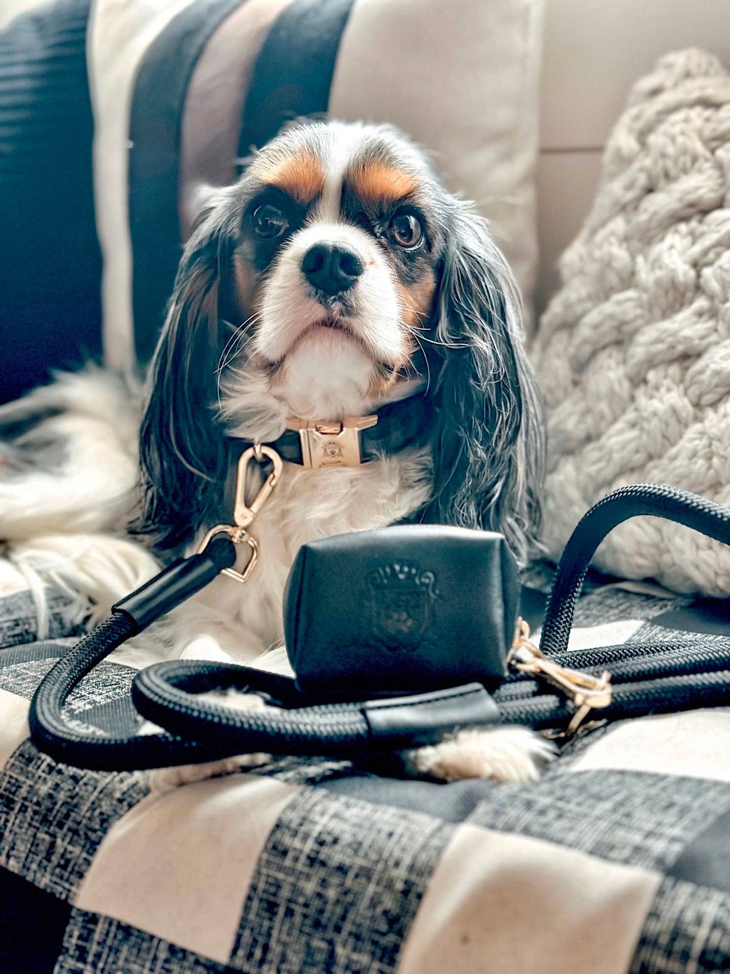 The Classic Leash - Licorice (Gold Hardware)