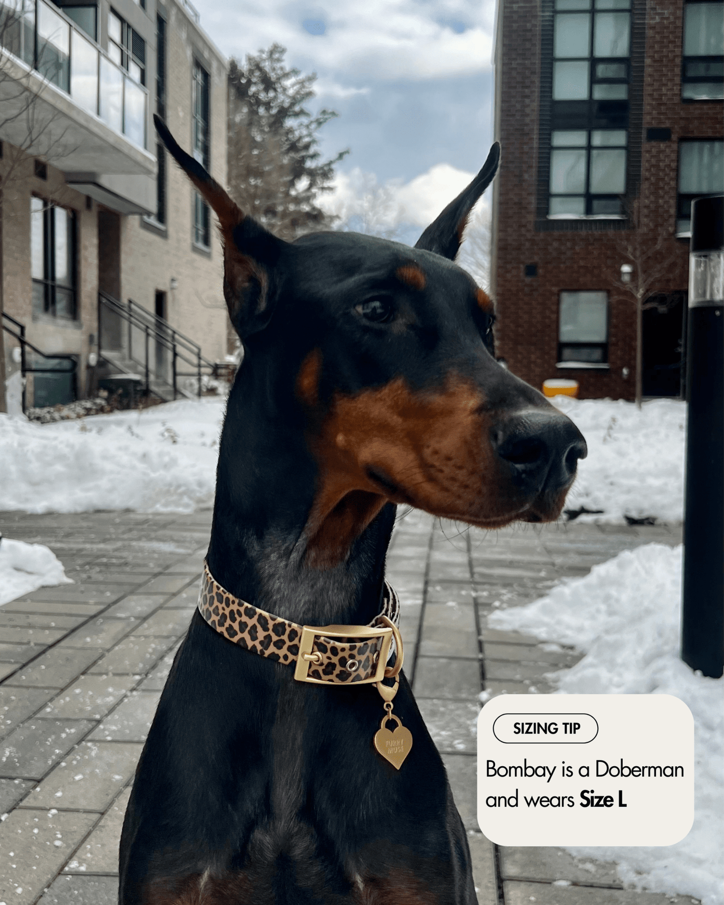 Wander! Waterproof Collar Leopard