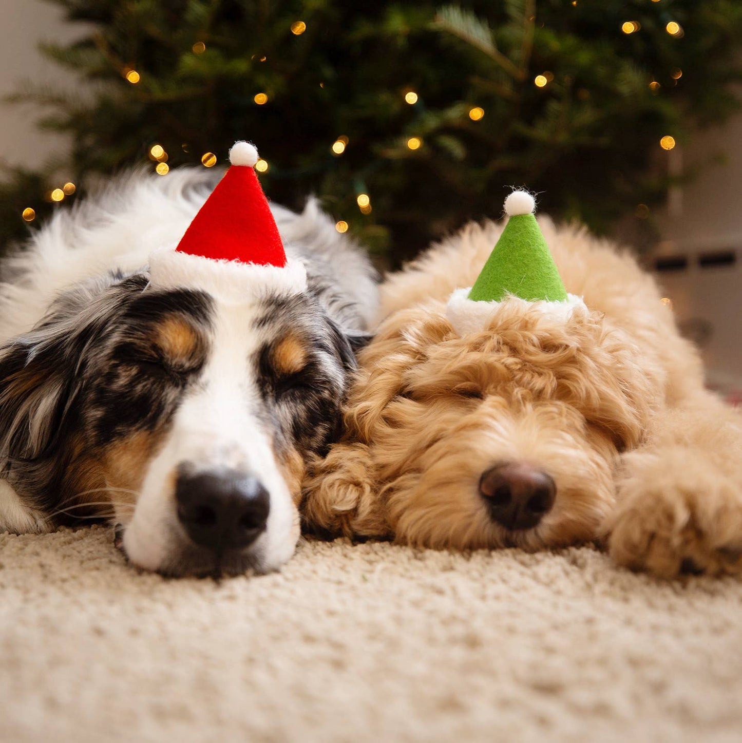 PET HOLIDAY HAT
