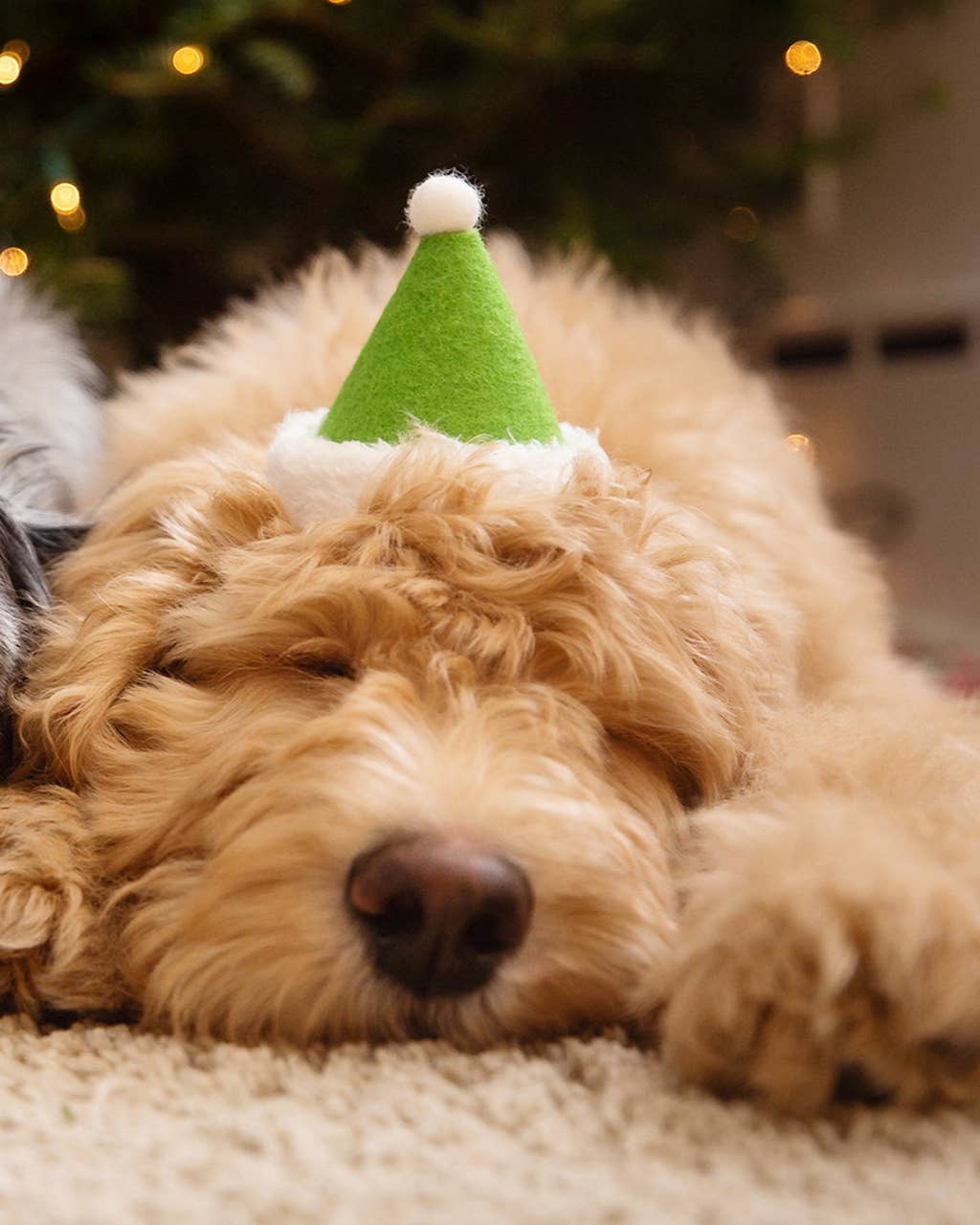 PET HOLIDAY HAT