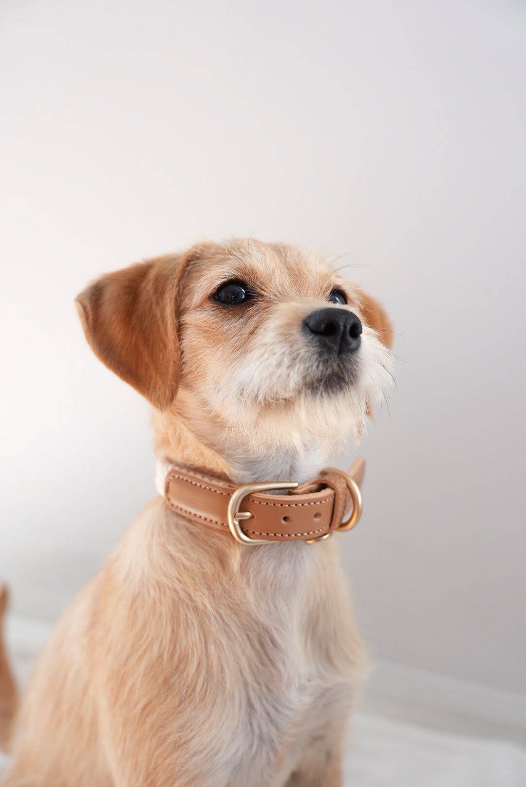 Lilco Collars | Moonbeam
