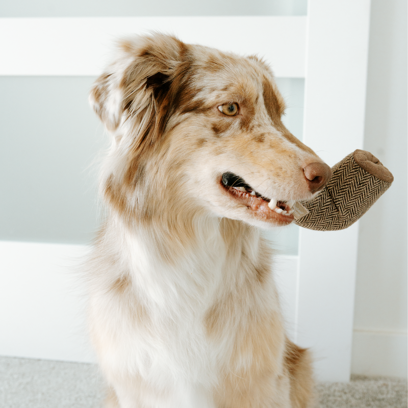 DALI // Surrealist Snuffles / ENRICHMENT DOG TOY