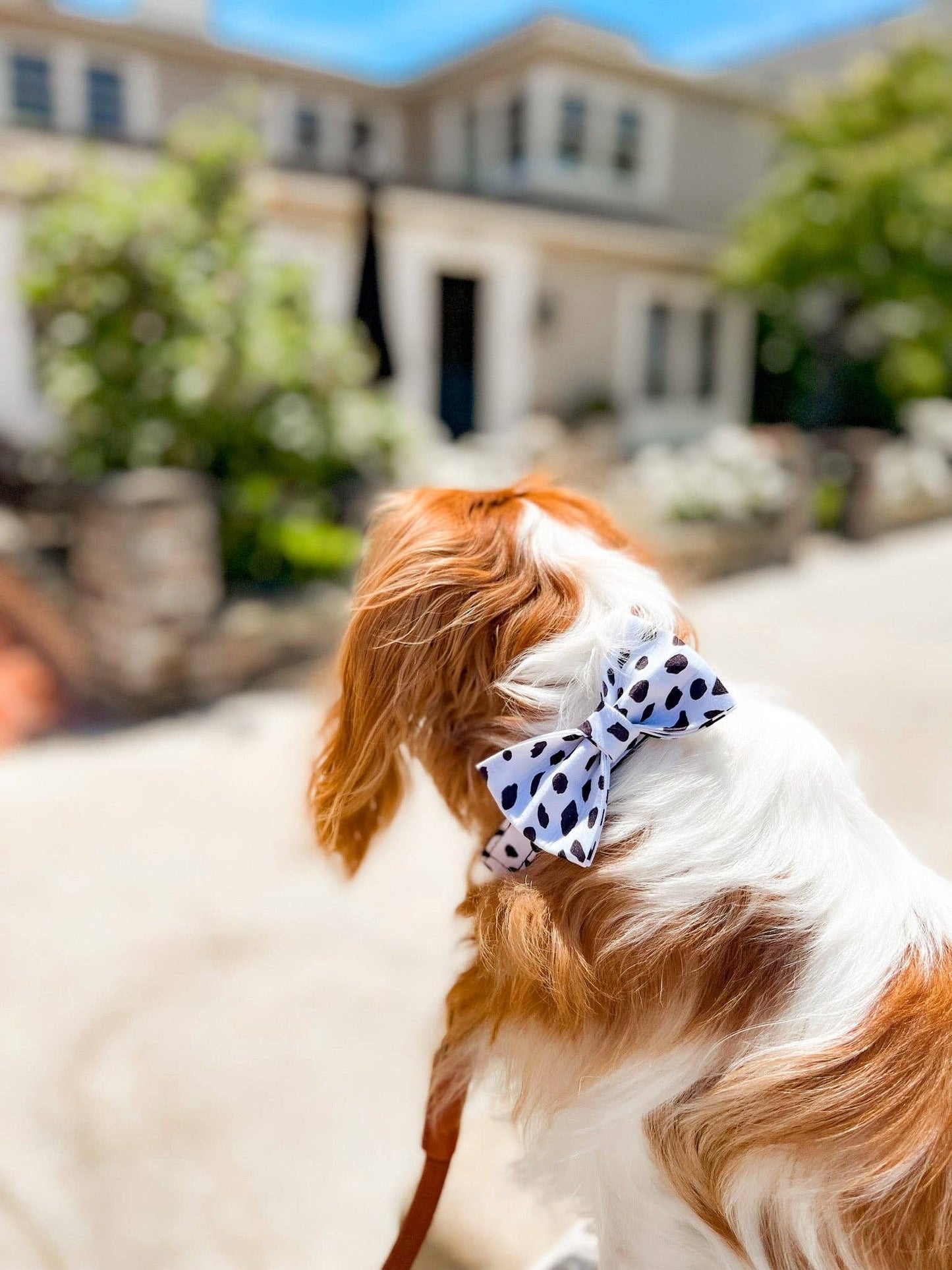 The Doggie Bow Tie - London