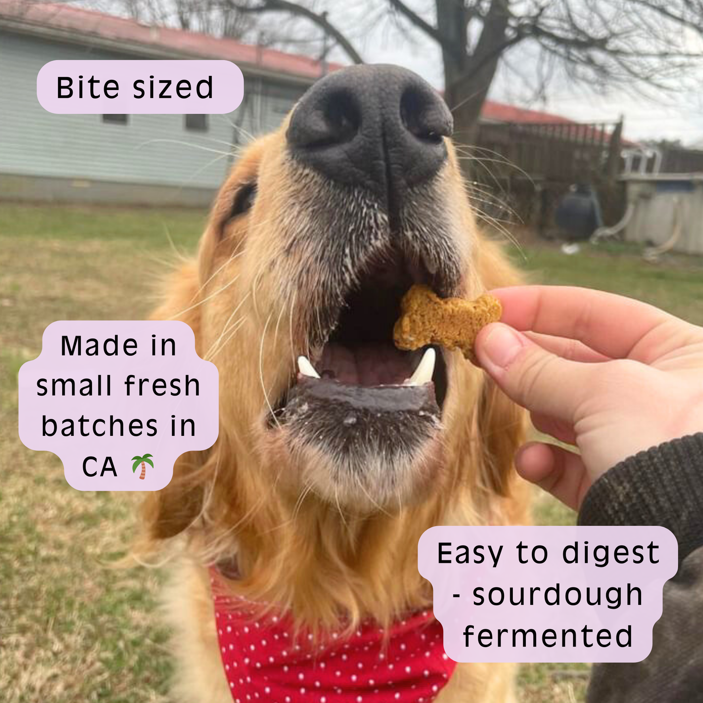 Sweet Potato Sourdough Dog Treats - Gut Friendly | 3.5 oz