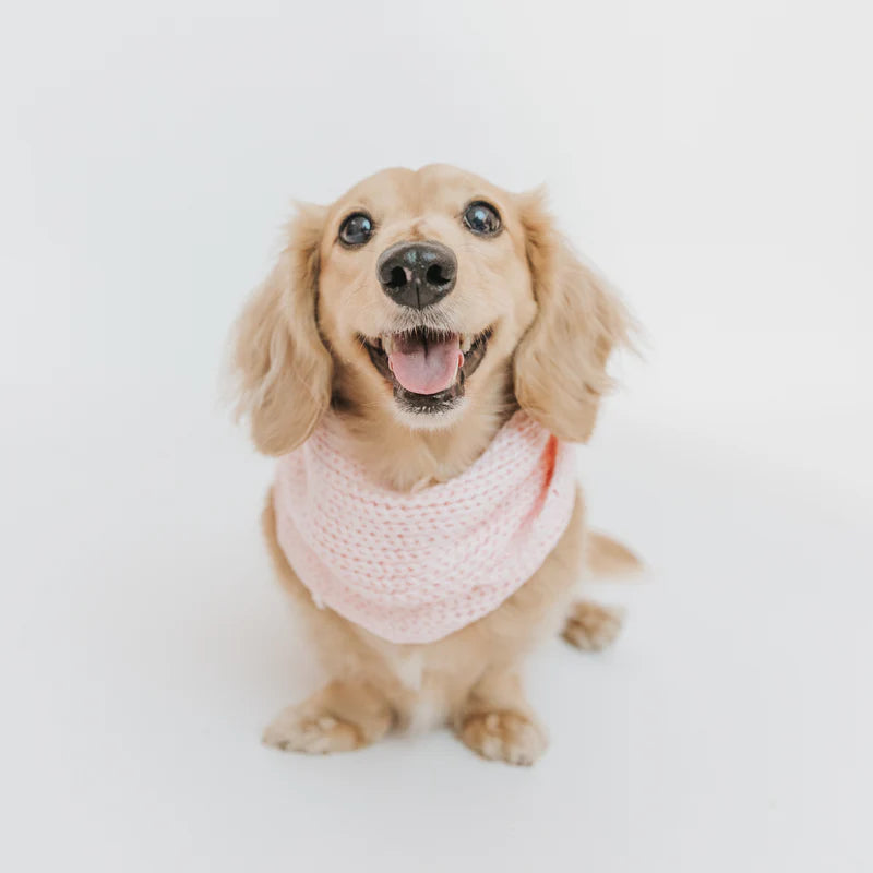 Dog Infinity Scarf