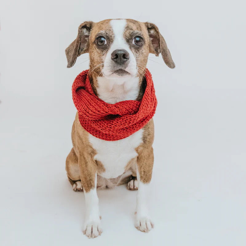 Dog Infinity Scarf